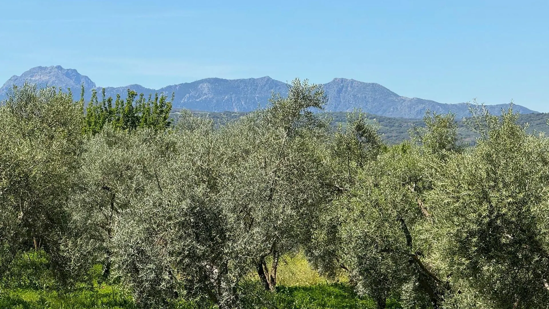 El Toro Blanco Luxury Villa In Andalucia Ronda 0*,  Spain
